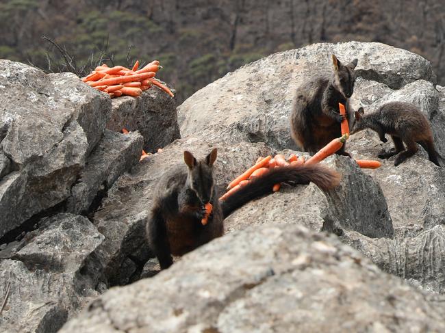 Brush-tailed rock-wallabies following a food drop in the Blue Mountains.