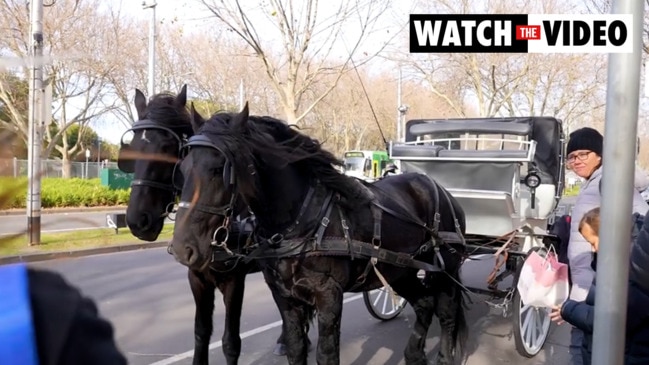 Notorious vegan activist clashes with horse-and-cart driver