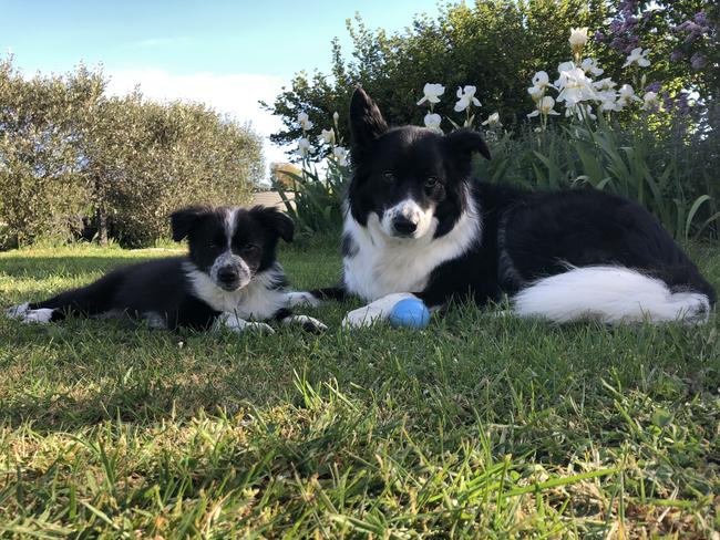 The Weekly Times Day of Dogs 2018. Border Collie Ted (10) and his little sister Pip (10 weeks).