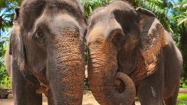 Resident elephants at Khaothong Elephant Camp.