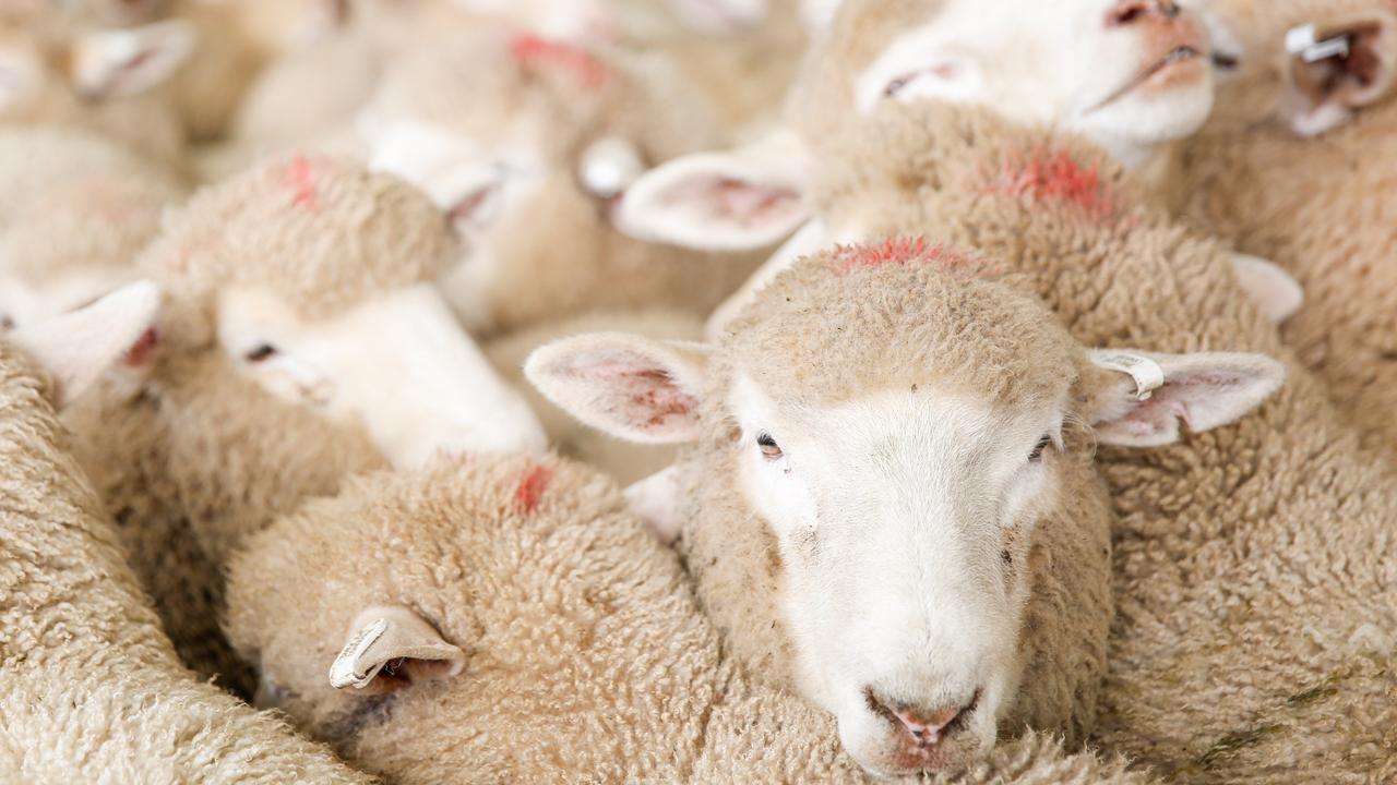 Tight supply, strong demand in Asia narrow mutton and lamb price gap | The  Weekly Times