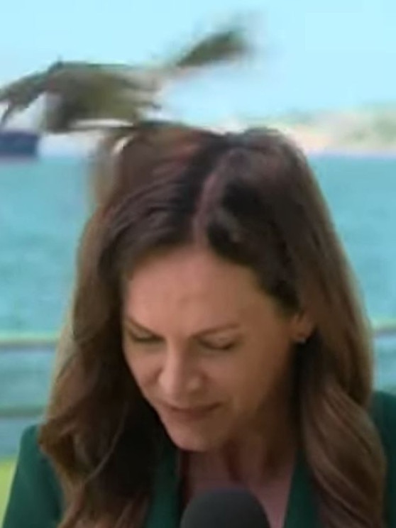 The bird swooped her nine times before the reporter broke her composure.