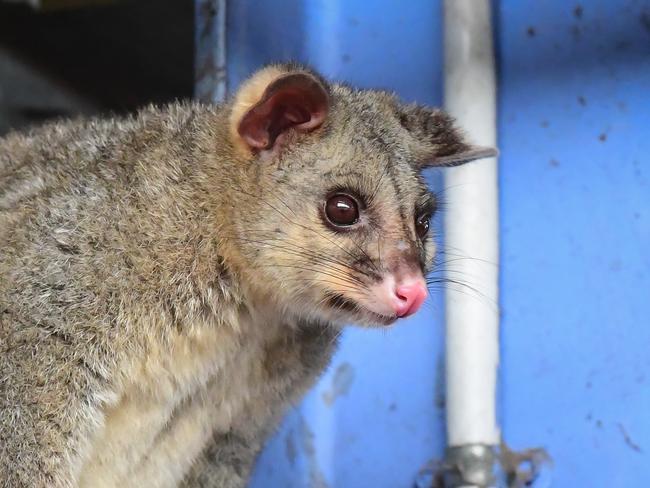 Generic Possum. Seen in the Bundaberg Basketball Stadium.