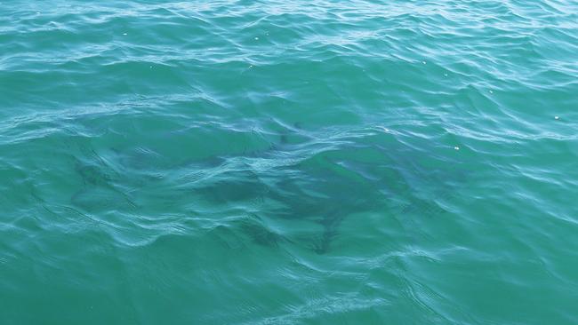 A shadow of a bull shark. Picture: Jason O'Brien