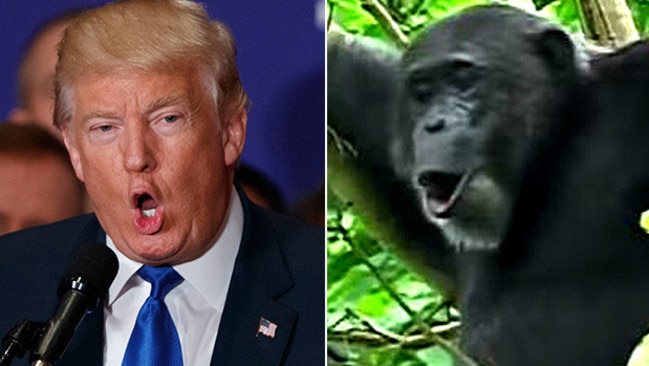 Ape expert Jane Goodall says Donald Trump campaigns like a chimpanzee ...