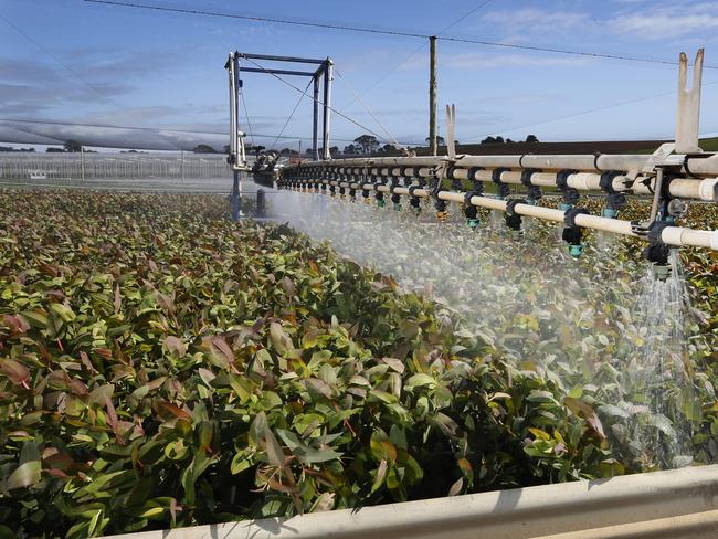 Eucalypt seedlings receive a watering.