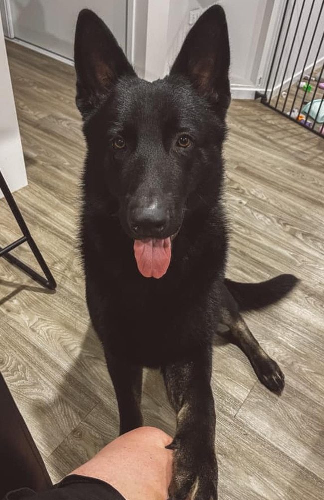 Odin: Summer Moller's 9 month old German Shepherd