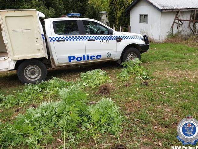 Port Stephens-Hunter police allegedly seized 39 cannabis plants and 3kg of cannabis leaf from a Stroud home