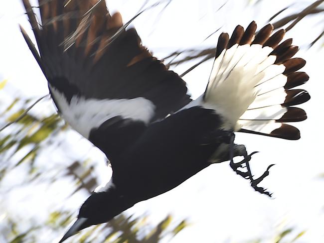 The magpie will swoop suddenly, distracting drivers and cyclists.