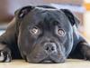 Son shoots and kills beloved family pet in drunken fit