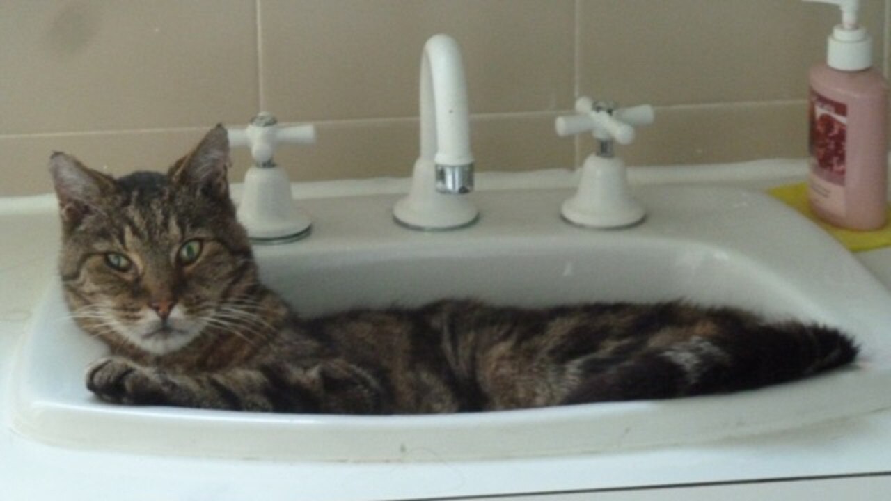 66. This is our lovely friendly feline, CHIEF. He adopted us 10 years ago and is now in total control! It was a very hot summer day so he decided to have a rest in the bathroom sink … as we all do! He slept there for nearly 2 hours. Sandra Smith, Canberra.