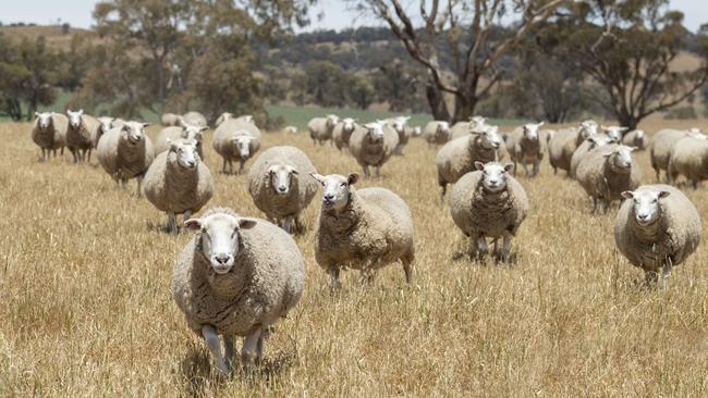 The Primeline flock has been developed over 15 years of breeding, and now supplies lambs to the Willow Bend Lamb brand, exported by Endeavour Meats. Picture: Zoe Phillips