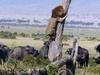 ***ONE TIME WEB USE ONLY*** **CONTACT NETWORK PIC DESK FOR PRINT RIGHTS*** MUST CREDIT Barcroft Media/Getty Images MAASAI MARA, KENYA - MARCH 4: The lion clings to the tree as the angry buffalo herd waits below, on March 4, 2015, in the Maasai Mara, Kenya. THE KING of the Jungle was left with his tail between his legs after escaping a herd of angry buffalo ? by climbing a TREE. The rare pictures, captured in the Maasai Mara in March, show the cowardly lion fleeing danger with a terrified look on his hairy face. But despite retreating to the unusual safety zone the danger was not yet over as the bovines ? prone to trampling ? gathered under the tree to wait for the lion to fall. Charles Comyn, a 63-year-old ex-Army official, was exploring the stunning reserve in Kenya with his wife. PHOTOGRAPH BY Charles Comyn / Barcroft Media UK Office, London. T +44 845 370 2233 W www.barcroftmedia.com USA Office, New York City. T +1 212 796 2458 W www.barcroftusa.com Indian Office, Delhi. T +91 11 4053 2429 W www.barcroftindia.com