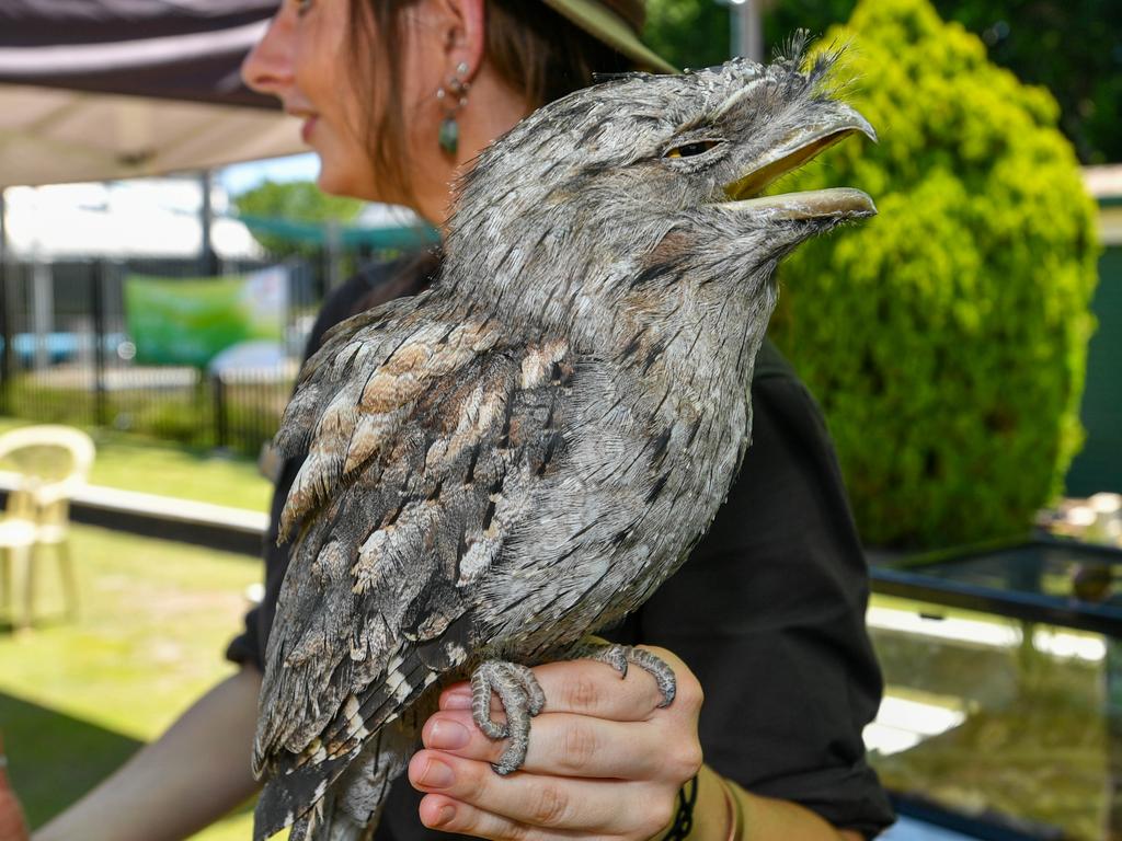 Australia Day celebrations: Indy from Wild Rangers Animal Show with a very hot and sleepy tawny frogmouth at the Lismore City Bowlo.