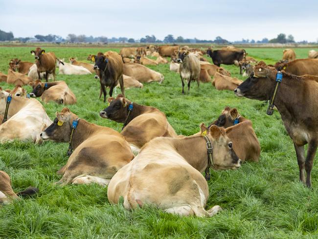 DAIRY: Amabel and Martijn VisscherDAIRY SPECIAL REPORT: Amabel and Martijn Visscher are young dairy farmers who bought their own farm two years ago, and are growing their herd. PICTURED:  Generic dairy farm. Jersey cow. Dairy.PICTURE: ZOE PHILLIPS