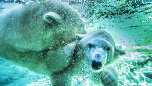 The polar bears will spend the cyclone in their dens. Picture: Nigel Hallett