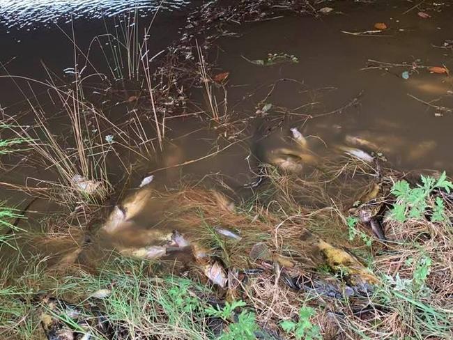 Dead fish in the Macleay River near Kempsey. It is being claimed that the water flowing down creeks and rivers in the area is choked with bushfire ash which is in turn suffocating  the fish. Source: Pic: Arthur Bain via Facebook @abccoffscoast https://www.facebook.com/abccoffscoast/