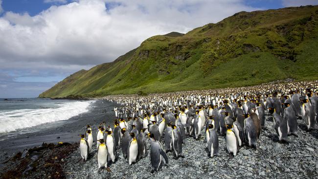 Penguin colony at Lusitania Bay, Macquarie Island. Picture: RICHARD YOUD