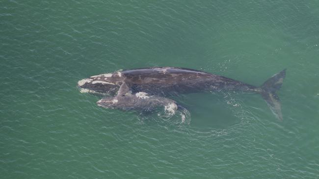 A Southern right whale and her calf in Tasmanian waters. Picture: NRE Tas
