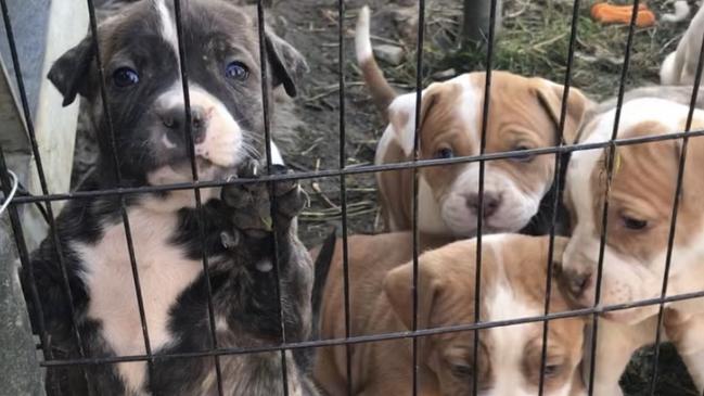 Under the new rules breeders who break the law will now face up to two years in prison and a $110,000 fine, with organisations facing a $550,000 fine. Picture: Supplied by the Animal Welfare League NSW