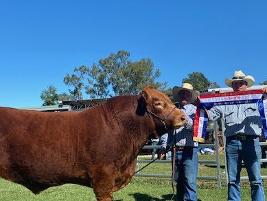 CHAMPION OF CHAMPIONS: Limousin Bull Gold Crest Jackaroo Quigley, owned by Darren Hartwig. Pictured (left to right): Les Lee, Darren Hartwig.