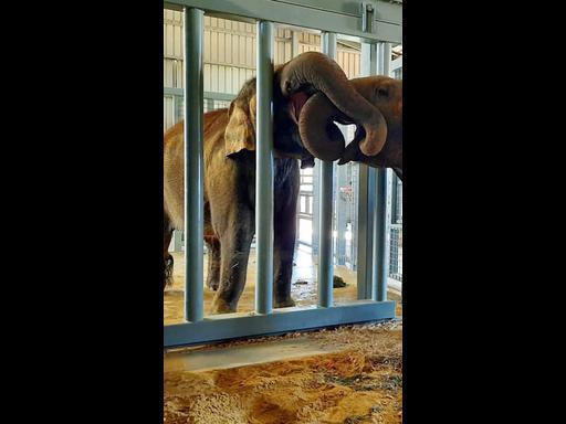 Monarto Zoo elephants Burma and Permai's first meeting