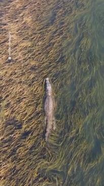 Crocodile patrols WA dam