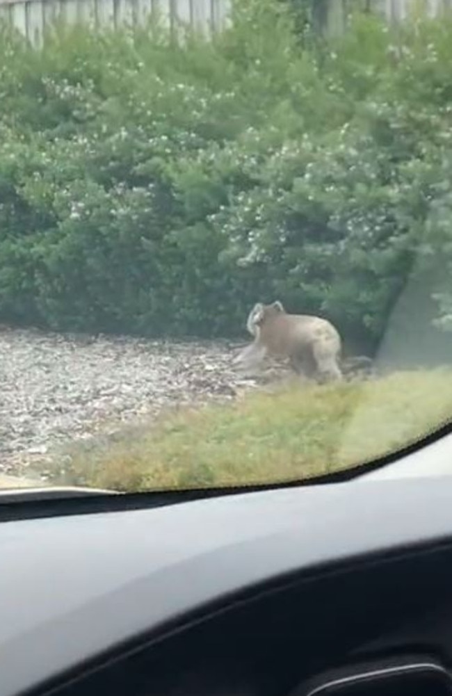 He pushed her in the trolley for about 100 metres until he reached some bushland where he let her out. Picture: TikTok/cherrymaeferrer