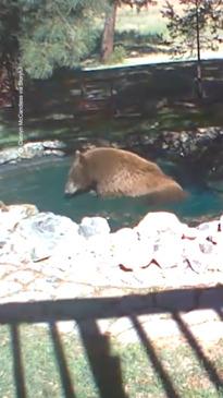 Bears cool off in family's pool