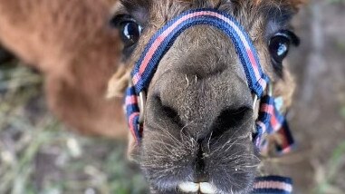 Tallebudgera Valley resident Cherie Hugo's alpaca Chiff, mauled by wild dogs.