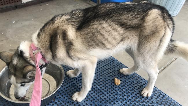 The owner of two dogs, one found dead and partly eaten, and the other severely emaciated, has been handed a suspended sentence in a shocking case of animal cruelty. Picture: RSPCA