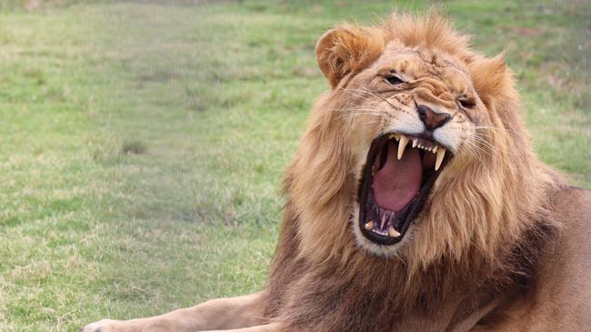 Stardust Circus features lions among other wild animals. Pictured in Bathurst, February 1, 2018.