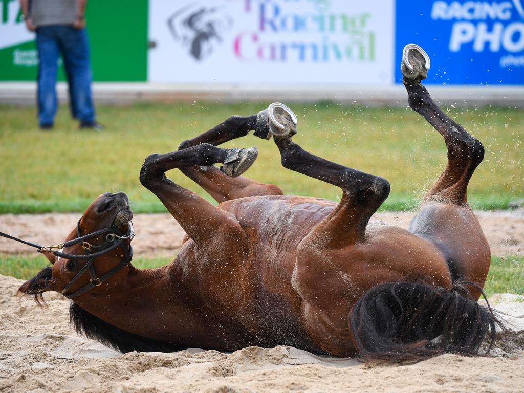 Last year’s Melbourne Cup winner Cross Counter will attempt to go back to back. (AAP Image/Vince Caligiuri)