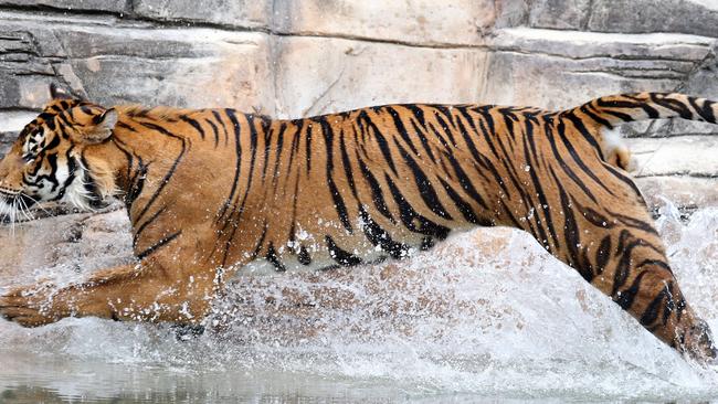 Cooling down at Tiger Island. Picture: Richard Gosling