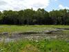 ‘Just keep multiplying’: Masterplan to determine fate of invasive lilies