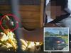Maserati driver lashed for $2 banana theft