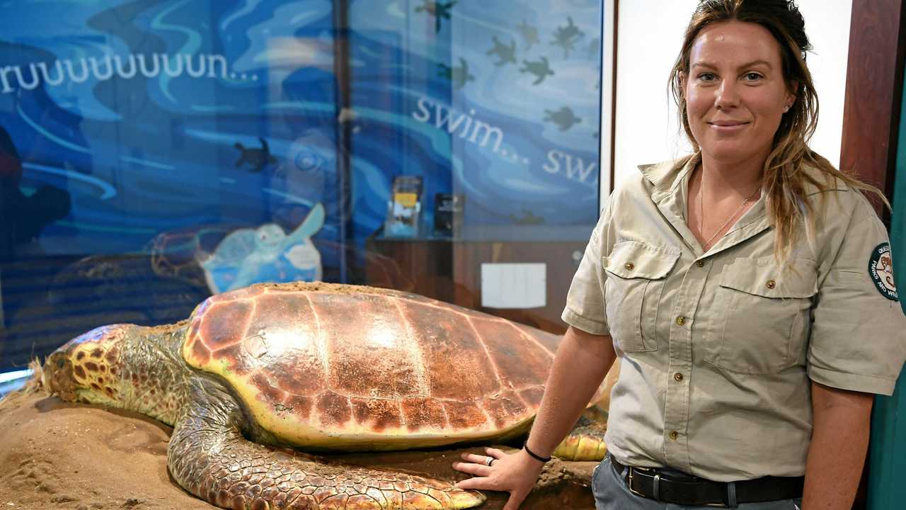 Tourists loving turtles as first tour fully booked | The Chronicle