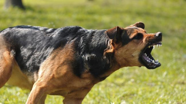 Geelong’s most dangerous dogs: Breeds most seized by council