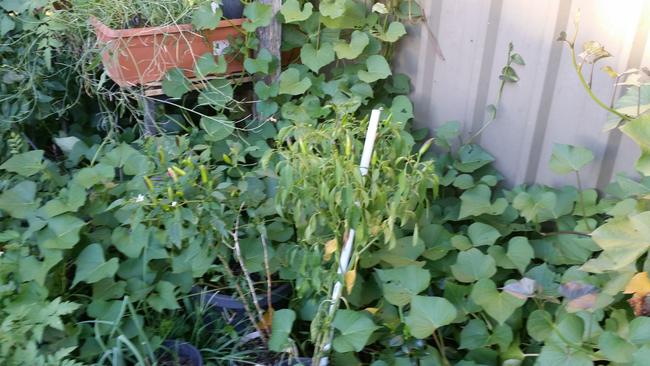 The plant which produced the giant 2.7kg sweet potato in Wentworthville.