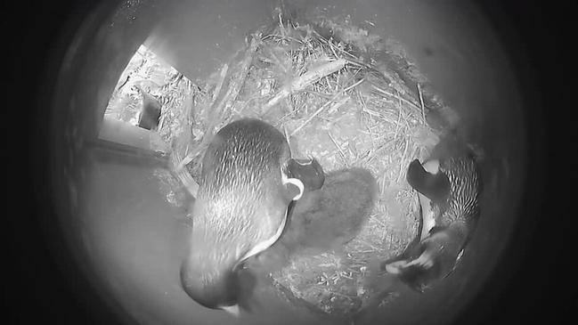 Fiordland penguins feed their newly hatched chick