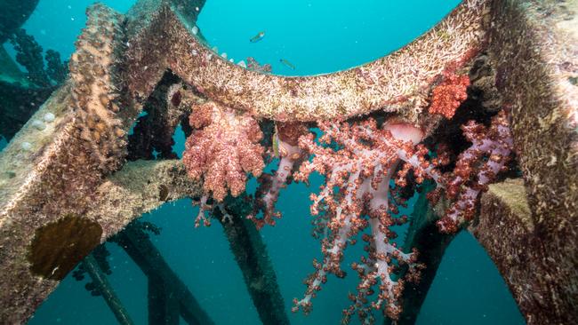 Sculptor Jason DeCaires Taylor's underwater sculptures on display at the John Brewer Reef.