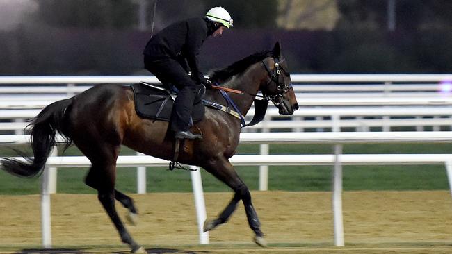 Winx has settled in well at Flemington as she prepares to race at the track for the first time in Saturday’s Turnbull Stakes. Picture: Nicole Garmston