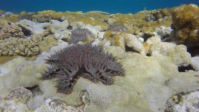 A small decline on coral in the southern Great Barrier Reef was blamed on crown-of-thorns starfish.