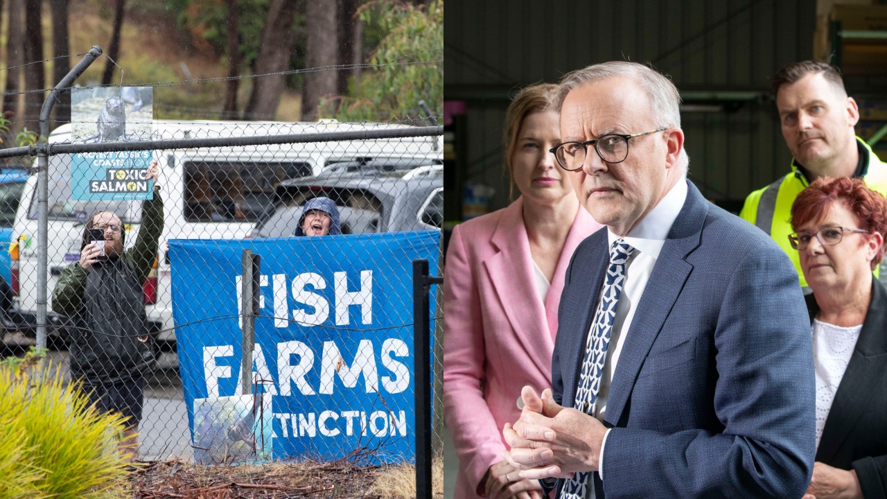 Anthony Albanese Fights To Be Heard Over Loud Chanting From Salmon Farm ...