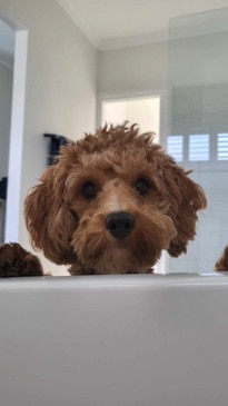 Ziggy the blind cavoodle has finally found her forever home
