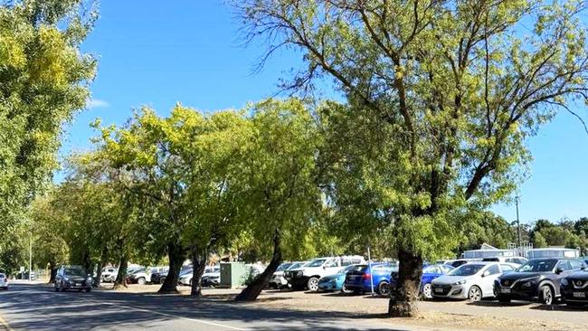 Desert ash trees which were part of Mount Barker's former WWI Avenue of Honour on Wellington Road will be removed in coming weeks. Photo: Mount Barker District Council, Facebook