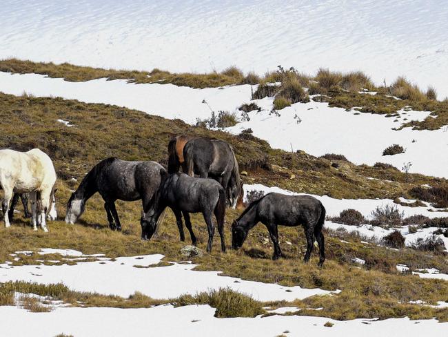 A 2014 survey estimated there were around 6000 horses in the park. Picture: Paul McIver