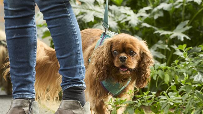 Million Paws Walk at Adelaide Botanic Gardens. Picture: Matt Loxton