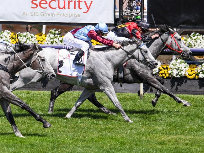 The Maggstar ridden by Daniel Stackhouse wins the MSS Security Subzero Handicap at Flemington Racecourse on November 07, 2023 in Flemington, Australia. (Photo by Reg Ryan/Racing Photos via Getty Images)