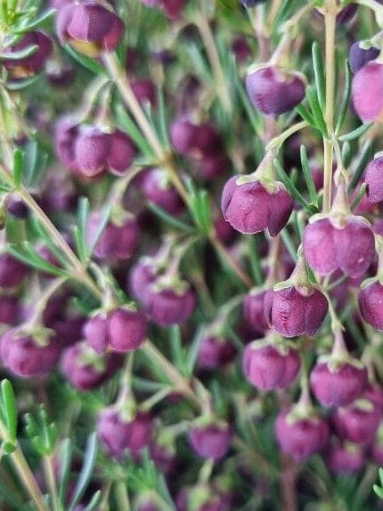 Boronia megastigma ‘Heaven Scent’